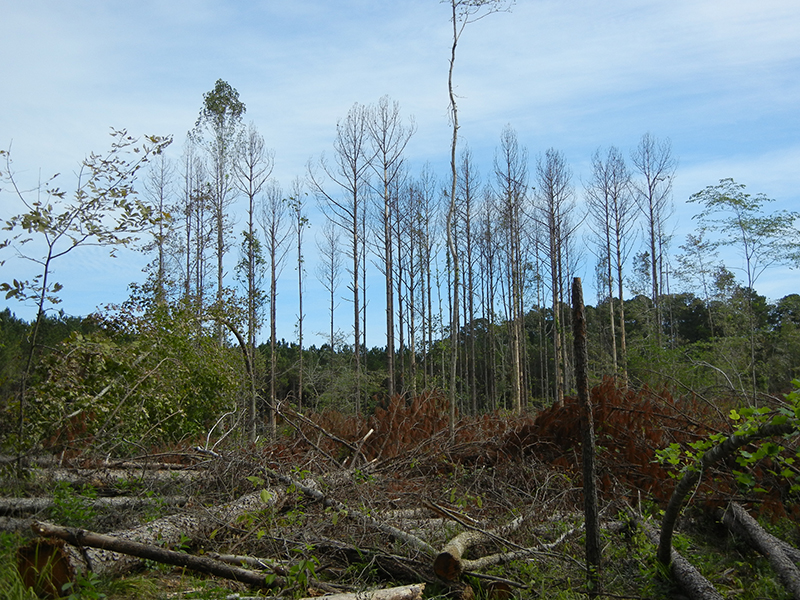 Historical Spot Data - Southern Pine Beetle Information Center