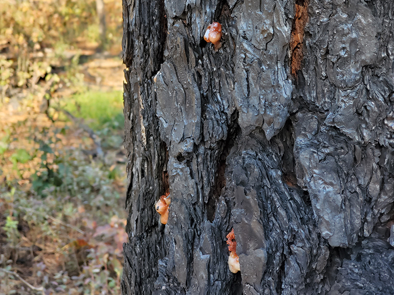 southern pine beetle infection in tree bark